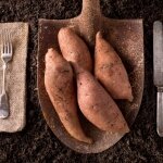 Sweet Potato Salad