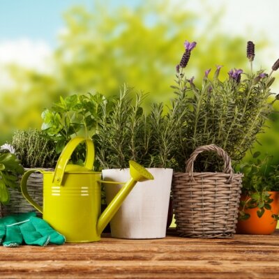 Unlocking Mental Health—Gardening