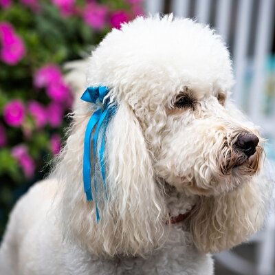 Brookhaven Retreat Celebrated National Dog Day with a Visit from Bella the Labradoodle